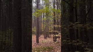 Doing a little scouting in the tall timber #deerhunting #whitetail #scrape #deerseason #hunting