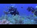 oceanic whitetip elphinstone