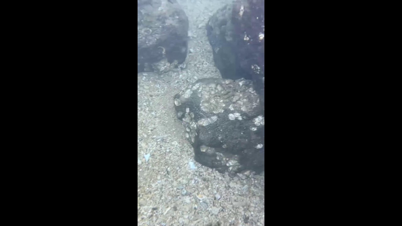 Beach life: Harvesting seafood underwater 2025-11-03 