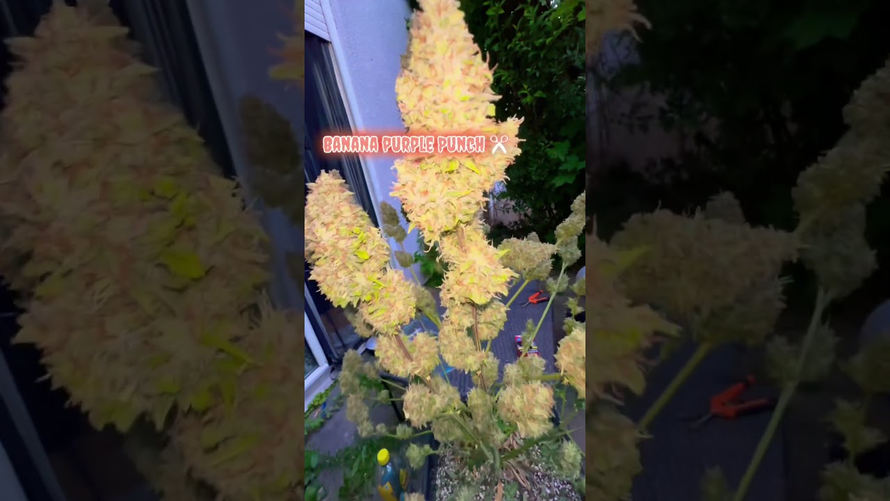 Banana purple Punch ✂️ #garden #plants #plants #nature #reggae #gardening #bobmarley #fastbuds
