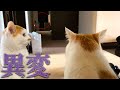 【恐怖】急に毛を逆立て怯え始める猫。その場所には何も無く...