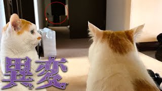 【恐怖】急に毛を逆立て怯え始める猫。その場所には何も無く...