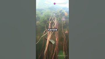 Hydrophytes || osmoregulation in plants || Class 12 Biology || Osmoregulation || MDCAT