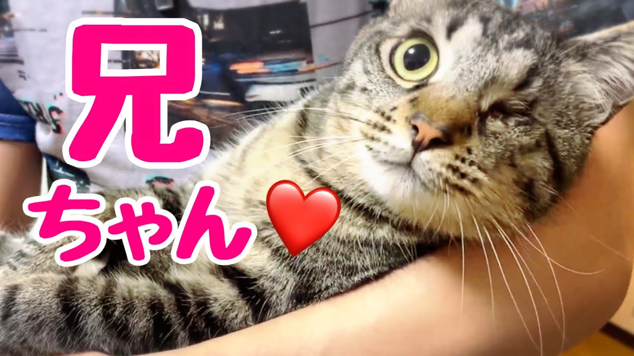 元捨て猫】よしお、息子を鳴いて追いかけ必死に愛を訴える! - YouTube