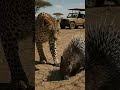 가시맛 좀 봐라, 이 고양이야! | That's not a hedgehog, kitty... 牠只是一隻刺蝟... 卻讓傲嬌貓咪吃盡苦頭