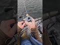 98cm Pike Fight! 🎣⚡#fishing #hechtangeln #pikefishing #zecktusker #kajakfischen #bigpike