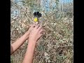 صيد البلبل الوحشي عن طريق الشبكه