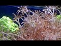 Pink pom pom pulsing xenia