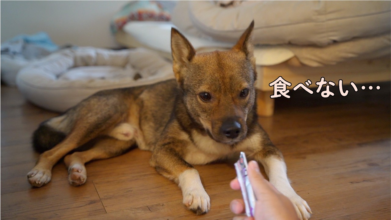 病院後のお留守番でおやつすら拒絶するチャーが心配です。