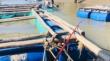 Câu cá trên bè nuôi cá - Cần giờ
