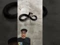 baby ular cobra #viral #cobra #kelinci #ular #baby #babycobra #snake #animals #predator #fyp #animal