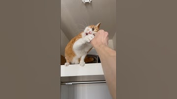 主の手についたマタタビにガンギマリの猫。