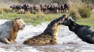 BATTLE AT KRUGER | Buffalo Herd Save Buffalo From The Trap Of Lion Prides And Crocodile