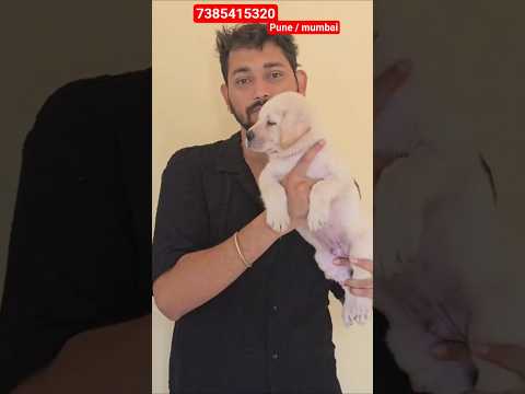 Labrador Puppy Available 7385415320 #shorts #pets #puppy