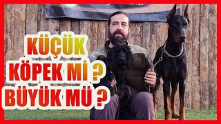 BÜYÜK KÖPEK Mİ - KÜÇÜK KÖPEK Mİ by Ergün Turgan K9 3,255 views 2 months ago 15 minutes