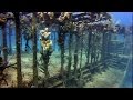 Bahamas underwater world sharks shipwrecks  coral reefs  a underwater 3d channel film  2d