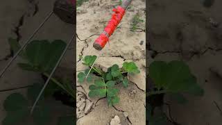 ​⛏️🌱 Custom Wire Prong Tool Demonstrating Gentle Soil Aeration