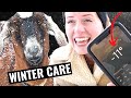 Goats in Winter: How to Keep Them Warm and Healthy! | How to Protect Goats in Winter