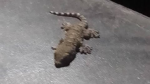 A Layout (unnamed) | By zNoKiller