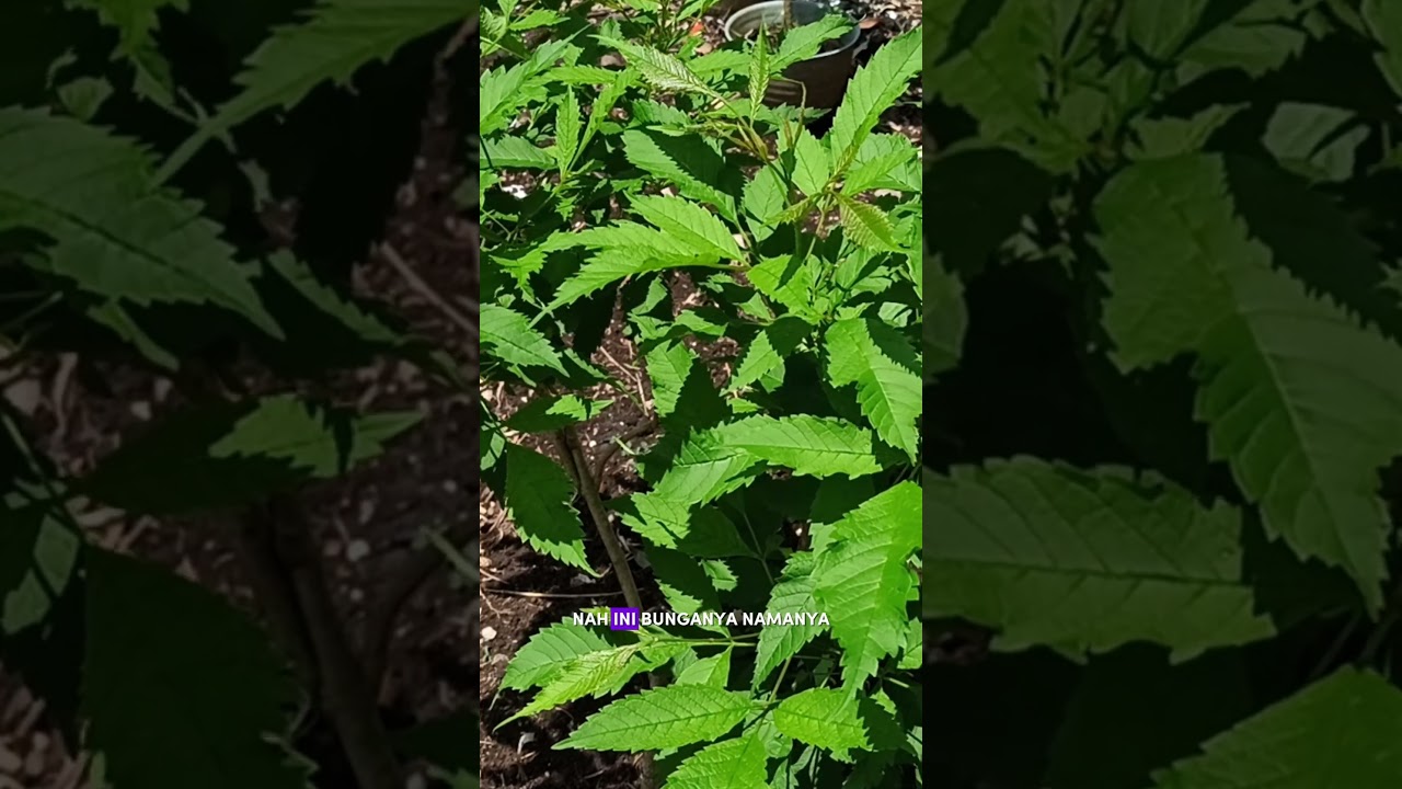 Siapa yang suka bunga kuning? Tanaman Tecomaria bisa jadi opsi 