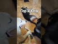 приют ДворНяшки