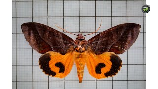 ದಾಳಿಂಬೆಯ ರಸಹೀರುವ ಪತಂಗಗಳು ಹಾಗೂ ನಿಯಂತ್ರಣ - ಡಾ. ರಾಮೇಗೌಡ | Fruit Sucking Moth in Pomegranate by FarmTV 160 views 1 day ago 22 minutes