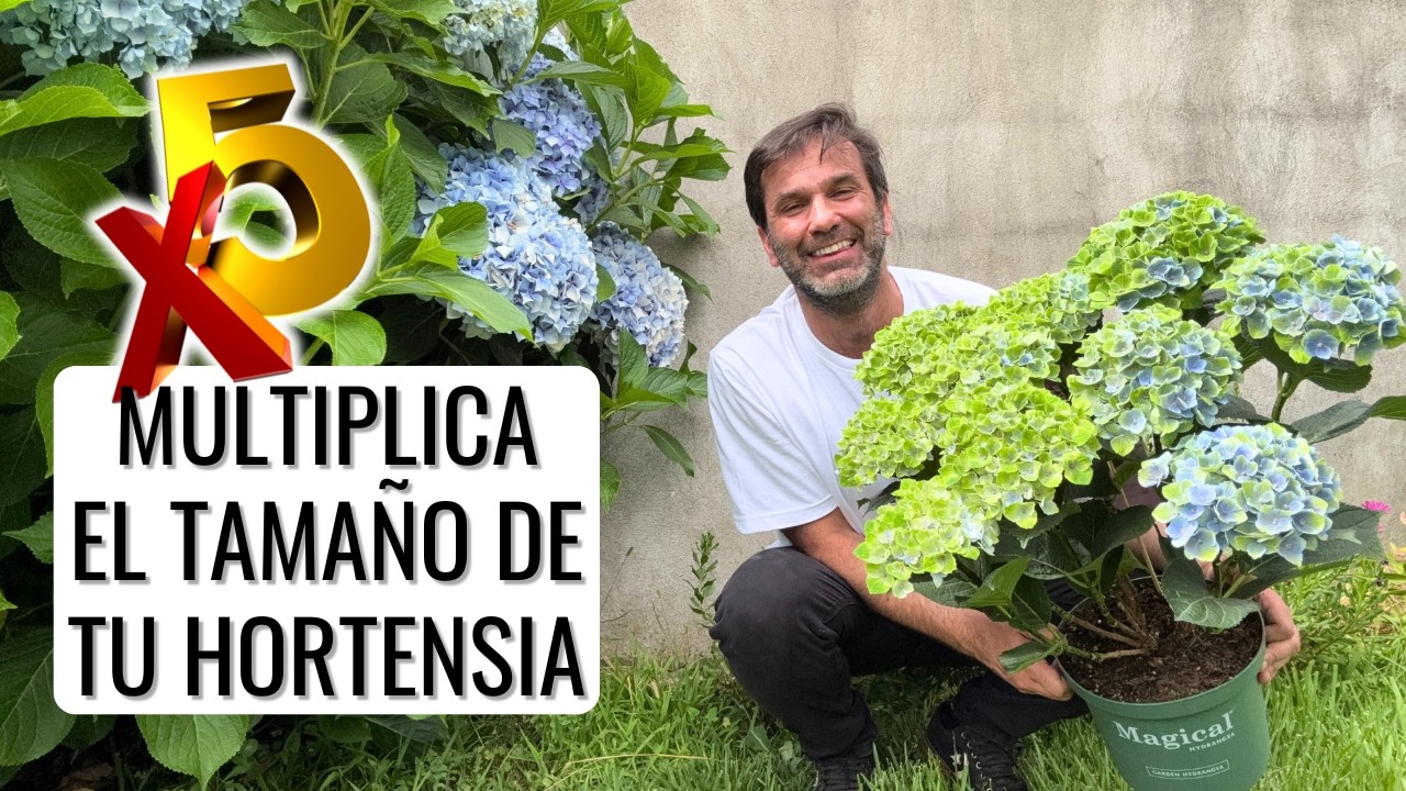 CÓMO PLANTAR UNA HORTENSIA: los mejores consejos en jardín o en maceta || en20metros
