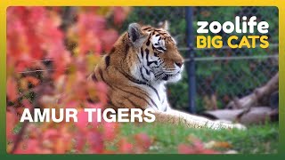 Zoolife Big Cats 🐅 | What Has Mazy the Amur Tiger Been Up To?
