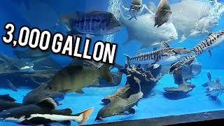 HUGE 3,000 GALLON AQUARIUM FULL OF MONSTER FISH