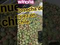 temporada de nuez en chile