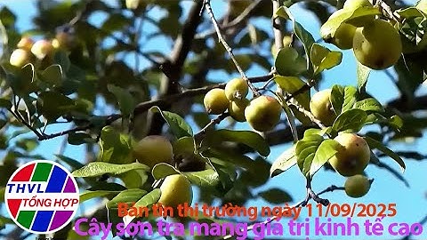 Bản tin thị trường (11/9/2025): Cây sơn tra mang giá trị kinh tế cao