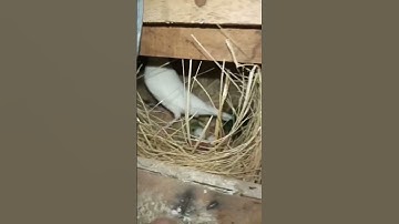 White Java Sparrow Breeding #trending #breeding #viral #beautifulbirds
