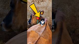 This Cat Is Obsessed With Cows And Won't Leave The Barn😂