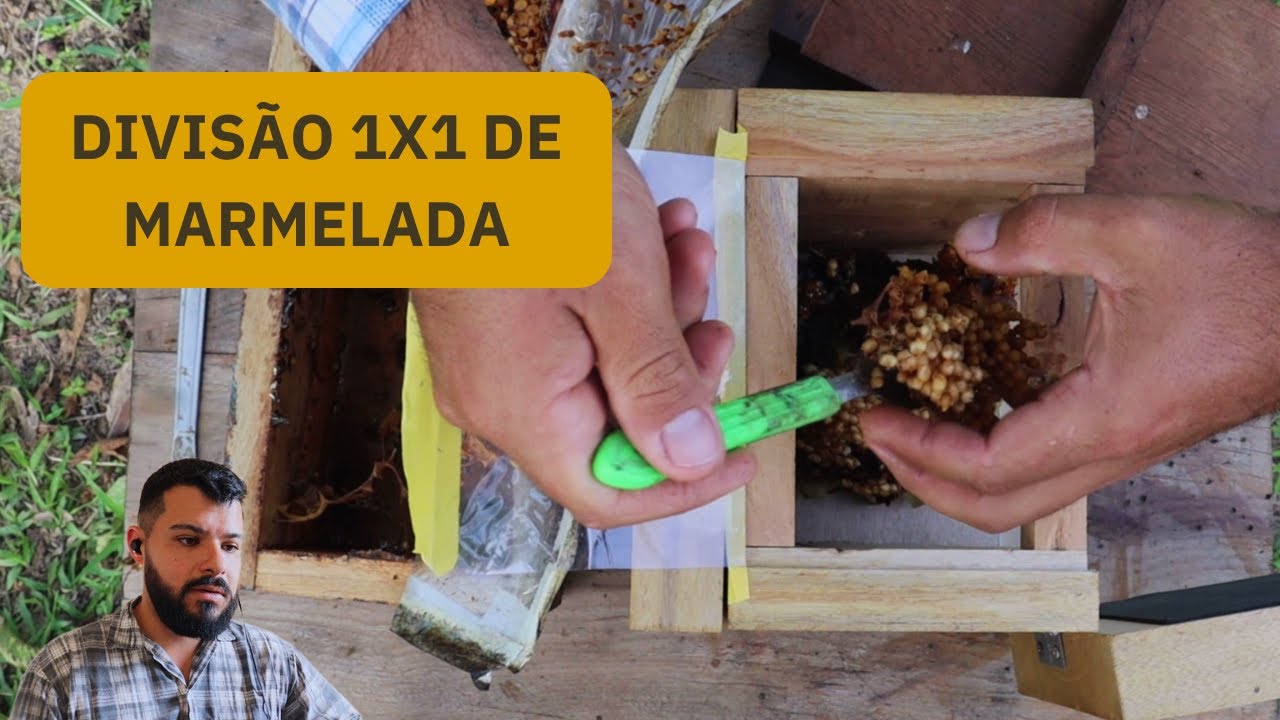 MARMELADA - DIVISÃO 1X1