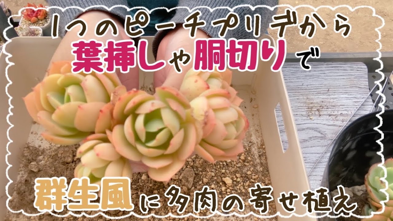 多肉植物】1つのピーチプリデからこんなに増えた！群生風に寄せ植え 