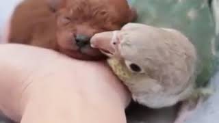 Смотри какая красота! Дружба между попугаем и щенком!) ДО СЛЁЗ!)