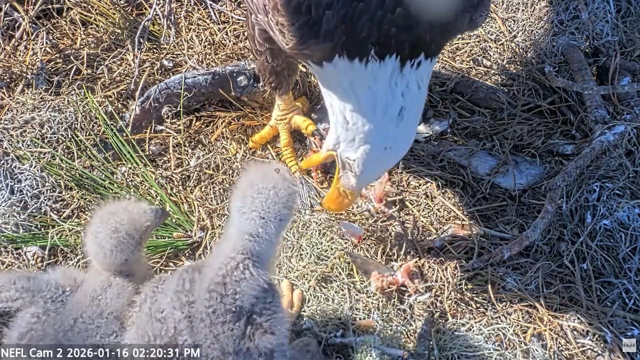 Bald Eagle - NEFL Cam 2 16.01.2026 