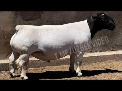 Porno jinnini yalaydi Oriq qizlarning erotik fotosuratlari