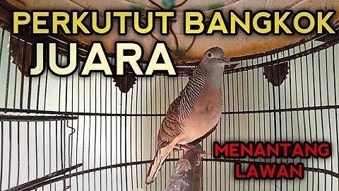 PERKUTUT BANGKOK JUARA UNTUK PANCINGAN 100% NYAUT & LANGSUNG PADA GACOR