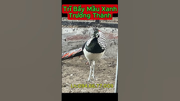 Chim trĩ bảy màu xanh tơ – Trai tơ mà đẹp như ngọc!