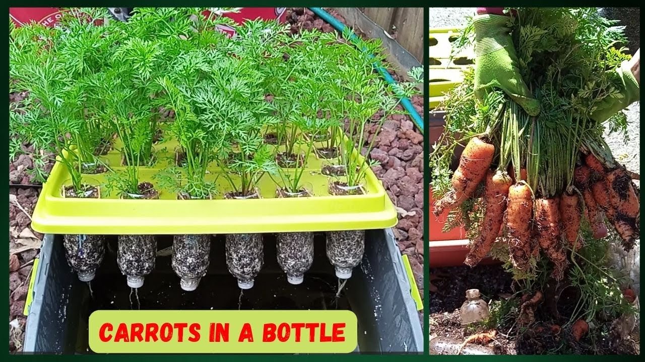BOTTLE UP! Grow Fresh Carrots Without A Garden! #hydroponics #gardening #carrots #urbangardening