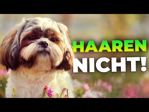 Video: So pflegen Sie Ihre schwangere Shih Tzu