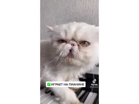 5 ПРИЧИН ВЫЙТИ ЗАМУЖ ЗА КОТА ЛЕШУ