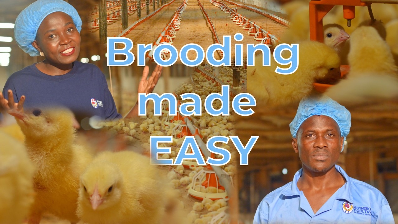 Natural Brooding Broiler The First 7 Days of Brooding: The Secret Behind Fast-Growing Broilers ...