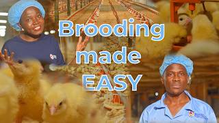 The First 7 Days of Brooding: The Secret Behind Fast-Growing Broilers and high quality meat