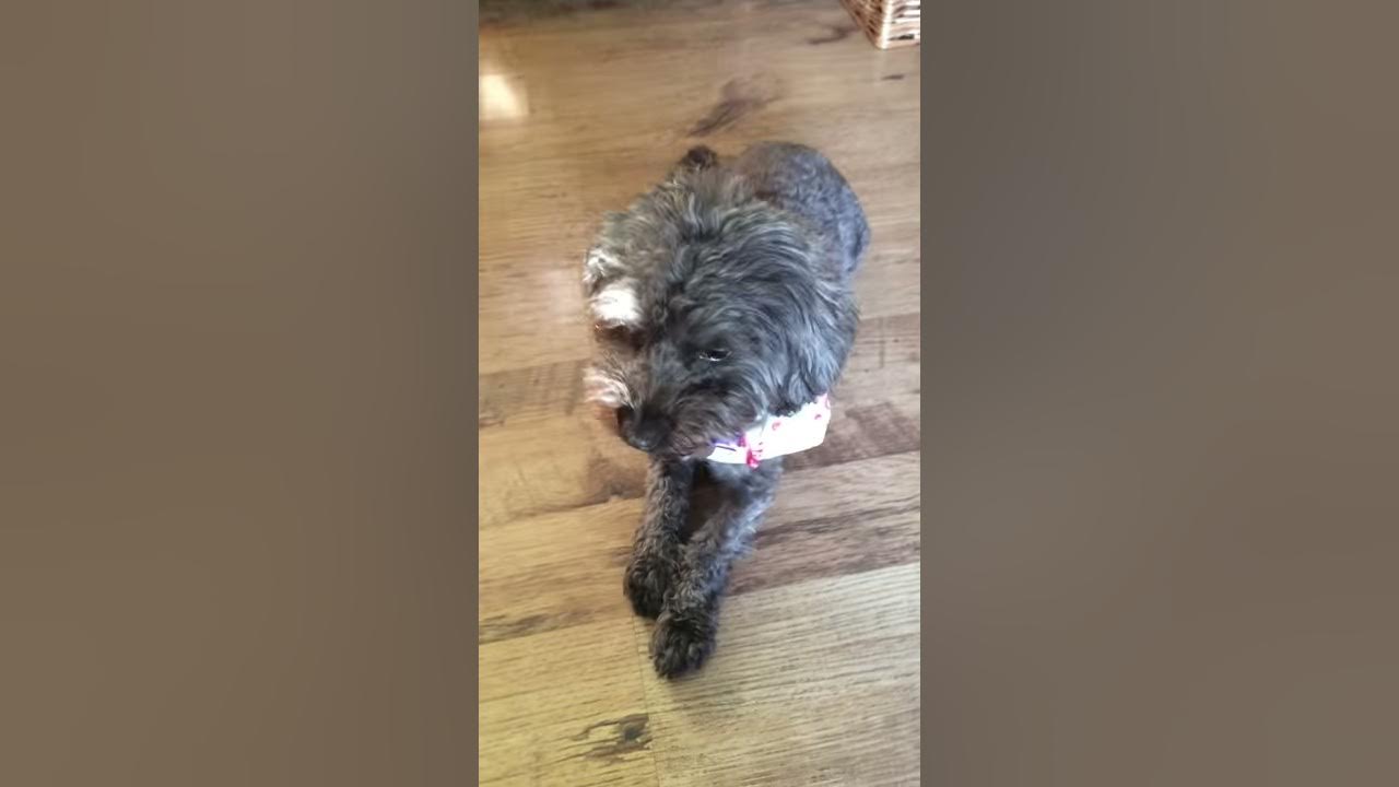 6 weeks pregnant dog Yorkie Poo Meg 💗 YouTube