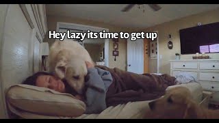 My Dogs Morning Routine
