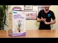Grow Seed Indoors Lavender From