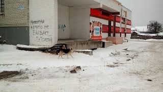 Очень много собак разорвали всю теплотрассу Очень много собак разорвали всю теплотрассу