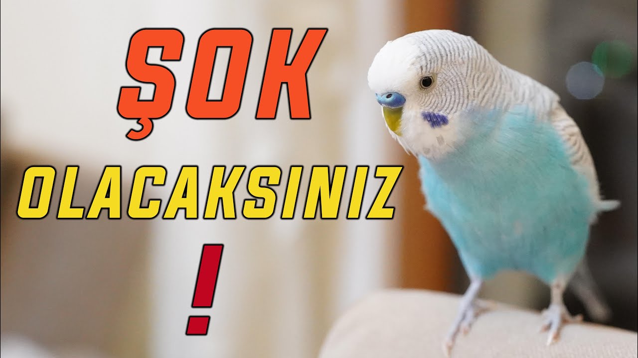 ŞOK OLACAKSINIZ! ÇOK NET KONUŞAN MUHABBET KUŞU | KUŞ KONUŞTURMA EĞİTİMİ